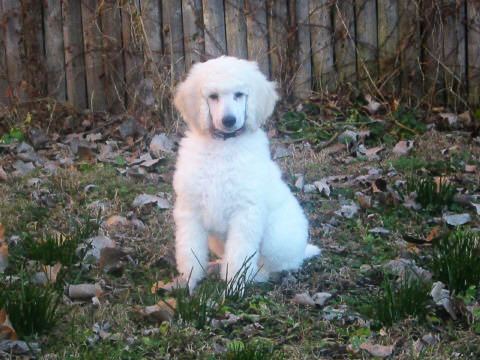 Kirby as a puppy Kirby as a puppy